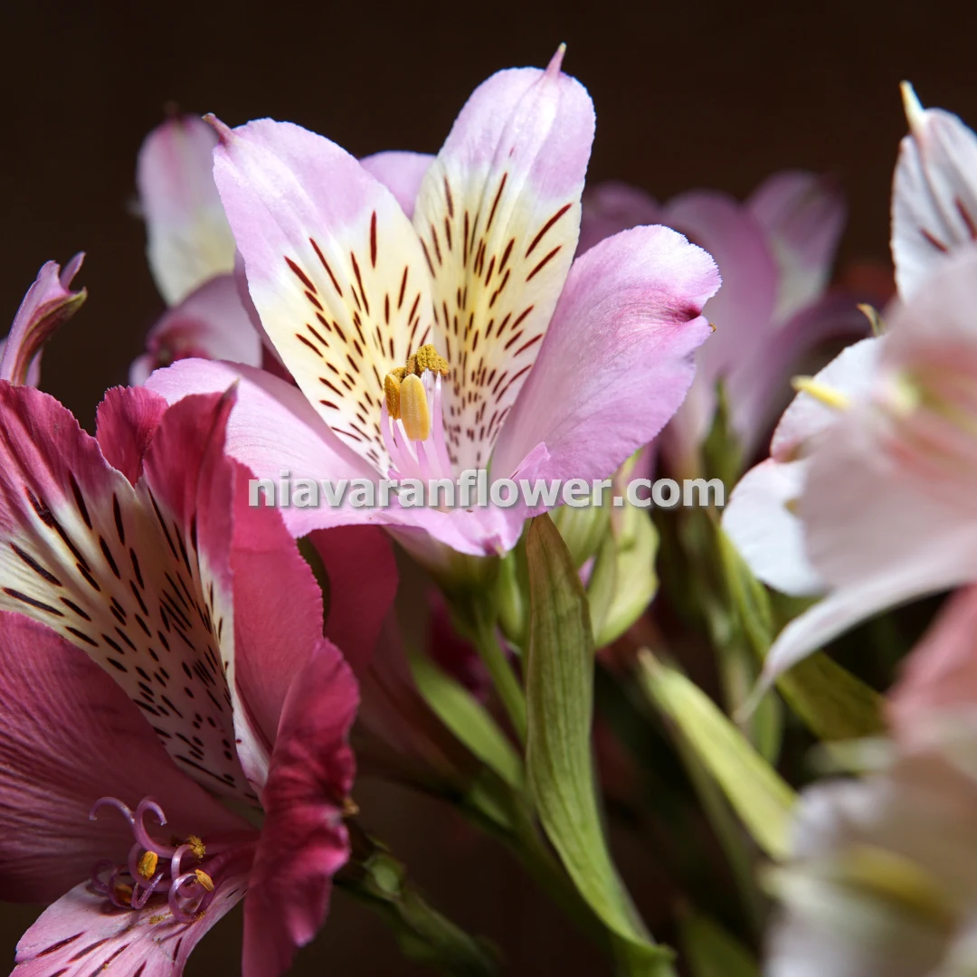 تاج گل تبریک سفر زیارتی در تهران